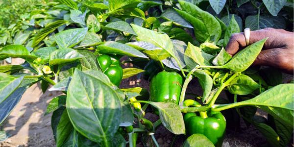 বরিশালে জনপ্রিয় হয়ে উঠছে ক্যাপসিকাম চাষ